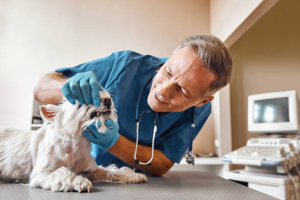 Best Emergency Dental Services for Seniors in Branson, MO
